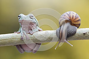 Frogs, tree frogs and mantis on wood