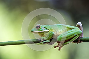 Frogs, tree frogs and mantises on tree branches photo