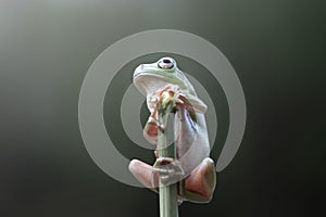 Frogs, tree frogs on twigs