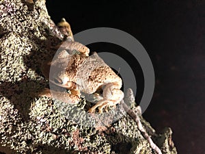 frogs on tree photo