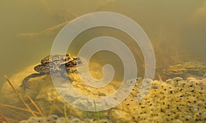 Frogs underwater (Rana temporaria)