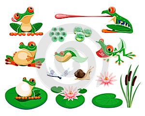 Frogs with water lily leaves and flowers, reed, dragonfly, snail. Amphibian life cycle, eggs, tadpole, froglet. Exotic