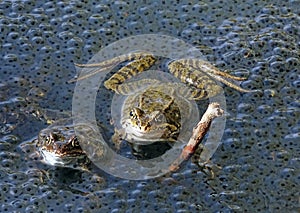 Frogs in the water next to spawning