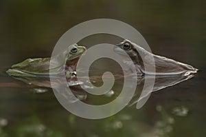Frogs on the water photo