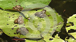 Frogs on waterlily pond, 4k footage video