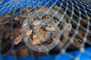 Frogs were captured in blue bucket