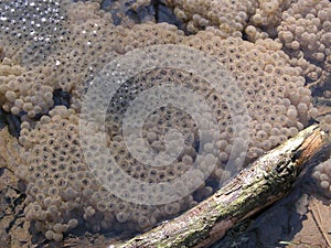 Frogspawn with branch