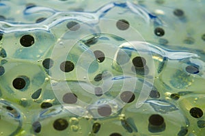 Frogspawn close-up