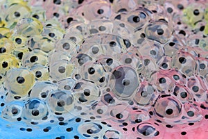 Frogspawn