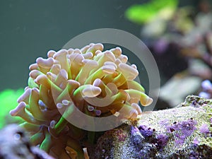 Frogspawn coral
