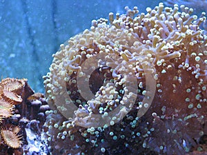 Frogspawn coral