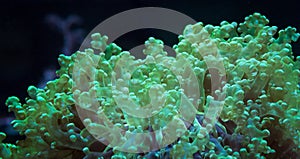 Frogspawn Coral