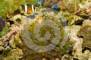 Frogspawn Coral (Polyp)