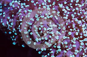 Frogspawn coral tentacles