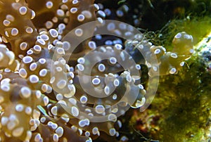 Frogspawn, Euphyllia divisa, Euphyllidae, Indo-pacific Ocean photo