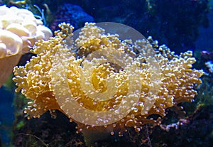 Frogspawn, Euphyllia divisa, Euphyllidae, Indo-pacific Ocean