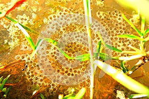 The frogspawn(larval stage) The baby frogs call tadpoles