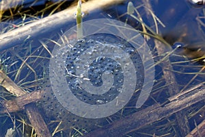 Frogspawn in a little pond, end