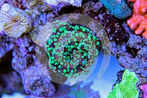 Frogspawn LPS Coral Euphyllia divisa