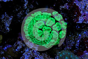 Frogspawn LPS Coral Euphyllia divisa