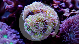 Frogspawn LPS Coral Euphyllia divisa