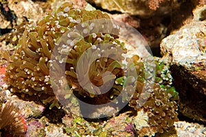 Frogspawn Polyp