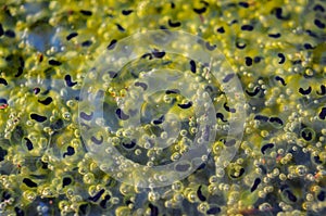 Frogspawn in a pond above water