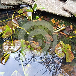 Frogspawn in the pond