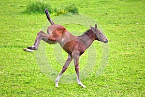 Frolic foal