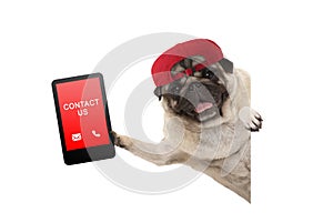 Frolic pug puppy dog with red cap, holding up tablet phone with text contact us, hanging sideways from white banne