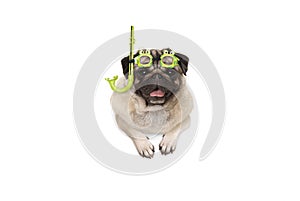 Frolic smiling pug puppy dog with green snorkel and goggles, ready to dive, isolated