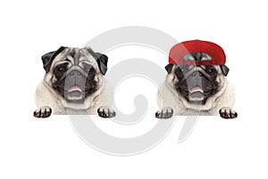 Frolic smiling pug puppy dog wearing red cap hat, with paws on white banner