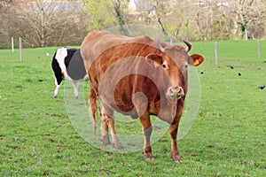 Froment du Leon cow in a field photo