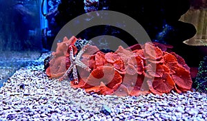 Fromia elegance starfish on red mushroom coral
