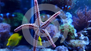 Fromia elegance starfish