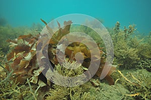 Frond of brown kelp among sea weeds.