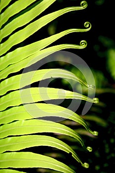 Frond composition