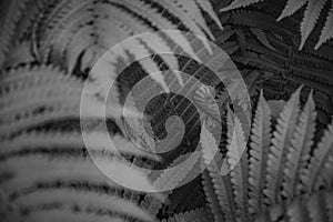 Frond and fern branches closeup. Focus to curved fern sprout on background and defocused foreground. Black and white tropical