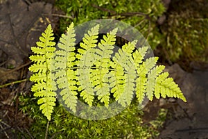 Frond of intermediate wood fern at Mud Pond, New Hampshire.