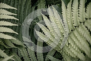 Frond pattern backdrop. Curved bracken fern leaves and branches closeup. Focus to fern sprout on background and blurred foreground