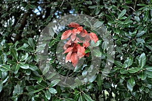 A Frond Of Reddish And Dried Leaves Framed Between Lush Oak Holm Leaves