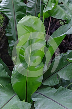 Fronds of the Bird`s Nest Fern