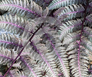 Fronds of a Japanese painted fern