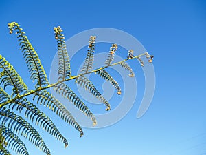 Fronds of New Zealand tree fern