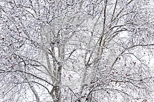 Fronds of snow-covered trees that create a texture of branche