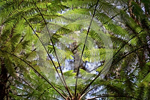 Fronds of tree ferns at a native forest