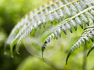Fronds of Wet ferns