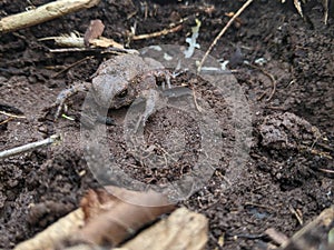 The front of an American Toad