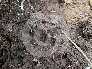 The front of an American Toad