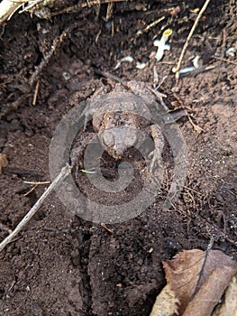 The front of an American Toad